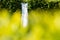 White wedding dress hanging from green beech hedge in garden, nice contrast