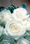 White wedding roses