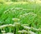 white weed in a field