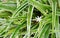 White weed flower blooming among Dracaena plant clump