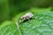 White weevil