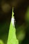 White weevil on a green leaf near Pune