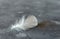 White weightless  feather on grey concrete background. Selective forcus. Space for text