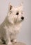 White West Highland Terrier