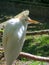 White western cattle egret bird at zoo