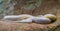 White western rat snake, serpent with albinism, color mutation, popular reptile specie from America