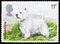 White Westhighland Terrier Canis lupus familiaris, Dogs - British Breeds serie, circa 1979