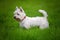 White Westie dog