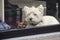 white westie dog behind a window