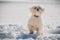 White westie playing on snow