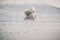 White westie playing on snow