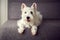 White westie puppy