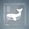 White Whale icon isolated on grey background. Square glass panels. Vector