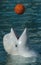 White Whale Playing Basketball