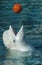 White Whale Playing Basketball