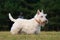 White (wheaten) scottish terrier, cute dog on green grass lawn