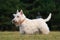 White wheaten scottish terrier, cute dog on green grass lawn