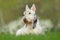 White, wheaten scottish terrier, cute dog on green grass lawn, white flower in the background, Scotland, United Kingdom