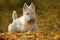 White wheaten Scottish terrier, sitting on gravel road with orange leaves during autumn, yellow tree forest in background. Dog in