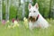 White, wheaten, Scottish terrier, sitting on green grass lawn. Cute home animal in the garden. White dog in the green grass. Dog i