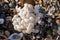 White Whelk egg on the shore in Southend on Sea, Essex.