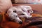 White Whippet sleeping on a blanket