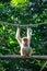 White whiskered gibbon monkey