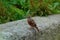 White-whiskered Laughingthrush bird in Taroko National Park, Taiwan