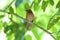 White-whiskered Puffbird   842325