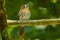 White-whiskered Puffbird - Malacoptila panamensis  resident breeding bird from southeastern Mexico to central Ecuador, known as