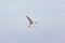 White Whispered Tern Bird Flying