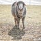 White Whooly Sheep with Ears sticking Out