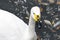 White whooper swan with a black and yellow beak