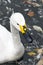 White whooper swan with a black and yellow beak