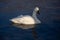 White whooper swan on the blue surface of the water. Beauty of nature. Animals in their natural habitat
