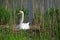 A white whooper swan breeds on its nest on April 22, 2019