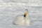 White whooper swan Cygnus cygnus lying on the snow