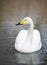 White Whooper Swan swimming at the lake in London