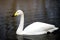 White Whooper Swan swimming at the lake in London