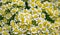 White wild chamomile tanacetum parthenium feverfew floral background