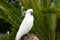 White wild Cockatoo bird in jungle