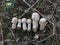 White wild common button mushroom.