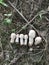 White wild common button mushroom.