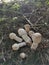 White wild common button mushroom.