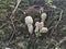 White wild common button mushroom.