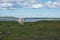 White wild cow with big horns in green field. Blue and cloudy sky. Lake background. Engure Lake Nature Park, Latvia