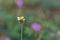 White wild daisy grass flowers under summer sunlight selective focus green grass field with blur authentic outdoor background