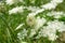 White wild Daucus carota flowers growing on green background.