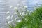 White wild Daucus carota flowers growing over the water.