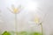 White wild flower, Anemone nemerosa or wood anemone